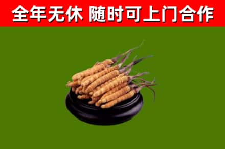 杨陵烟酒回收冬虫夏草.jpg