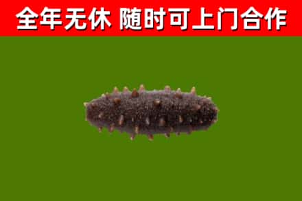 杨陵烟酒回收干海参.jpg